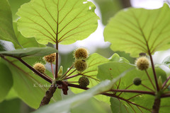 Haldina cordifolia